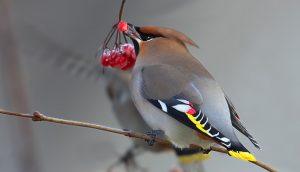 Свиристель