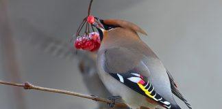 Свиристель