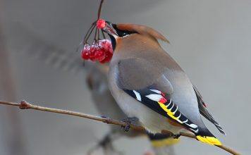 Свиристель