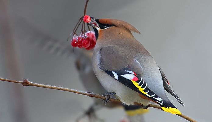 Свиристель sviristel