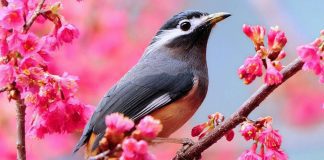 Тимелия Тимелия