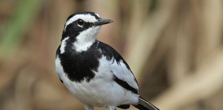 Трясогузка Трясогузка фото