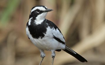 Трясогузка