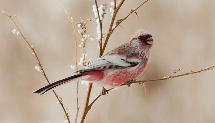 Урагус uragus-glavnoe