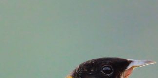 Овсянка овсянка птица фото