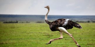 Страус Страус фото