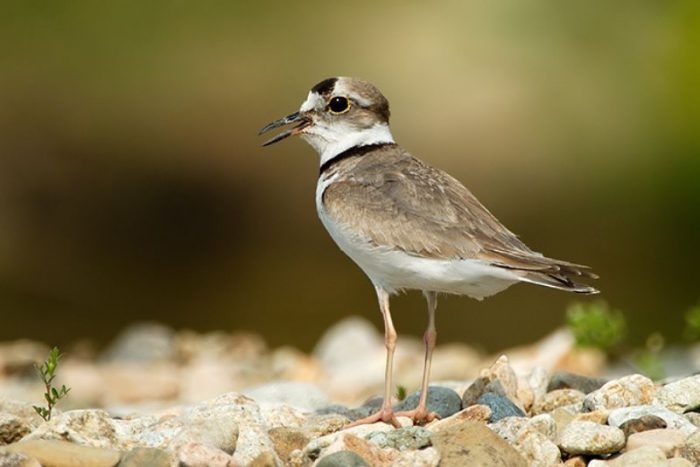 Уссурийский зуёк (Charadrius placidus) фото