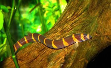 Акантофальмус