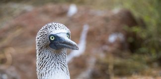 Олуша олуша