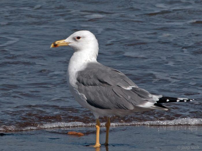 Армянская или севанская серебристая чайка (Larus armenicus) фото