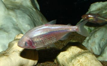 Астианакс мексиканский