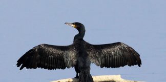 Баклан Баклан фото