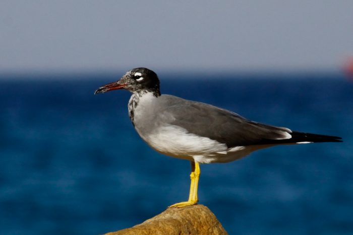 Белоглазая или красноморская чайка (Larus leucophthalmus, Ichthyaetus leucophthalmus) фото