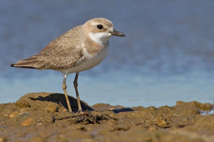 Большеклювый, или толстоклювый зуёк (Charadrius leschenaultii) фото