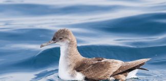 Буревестник Буревестник фото