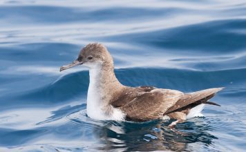 Буревестник