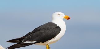 Чайка Чайка фото