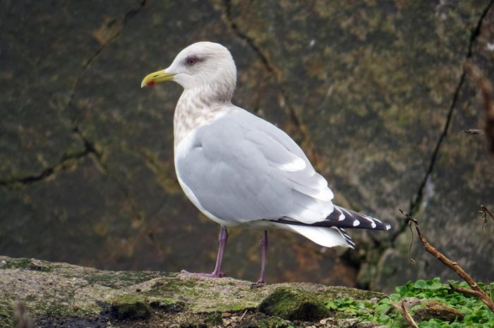 Чайка Тэйера (Larus thayeri) фото