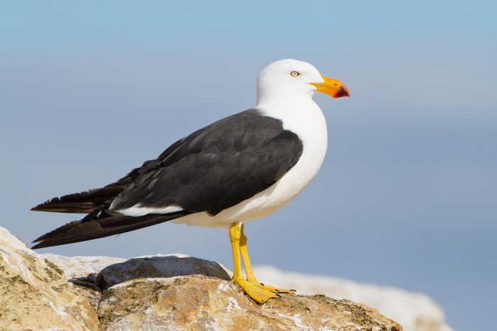 Чайка (Larus): описание, особенности питания, виды, фото