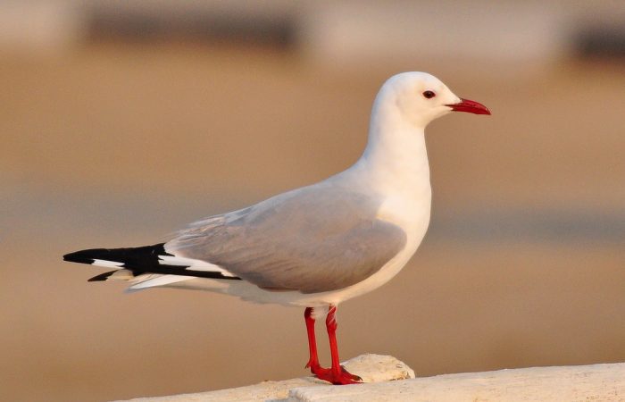 Чайка Хартлауба (Larus hartlaubii) фото