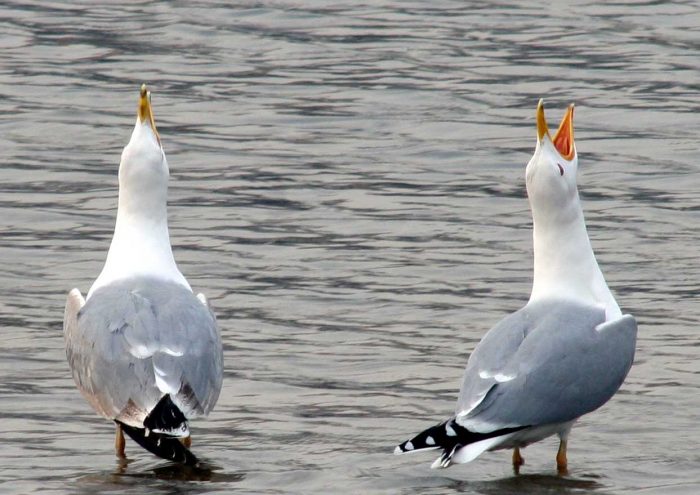 Хохотунья или степная чайка (Larus cachinnans) чайка