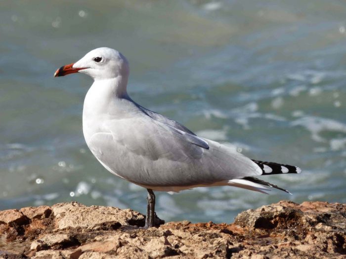 Чайка Одуэна (Larus audoinii) фото