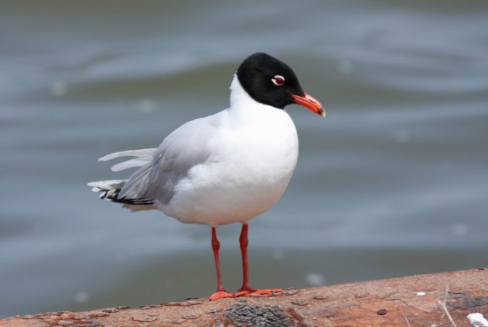 Черноголовая чайка (Ichthyaetus melanocephalus) фото