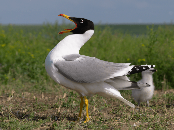 Черноголовый хохотун (Larus ichthyaetus) фото