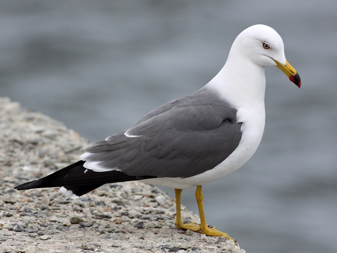 Чернохвостая чайка (Larus crassirostris) фото