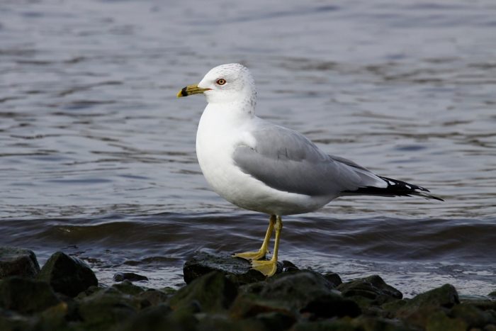 Делавэрская чайка (Larus delawarensis) фото