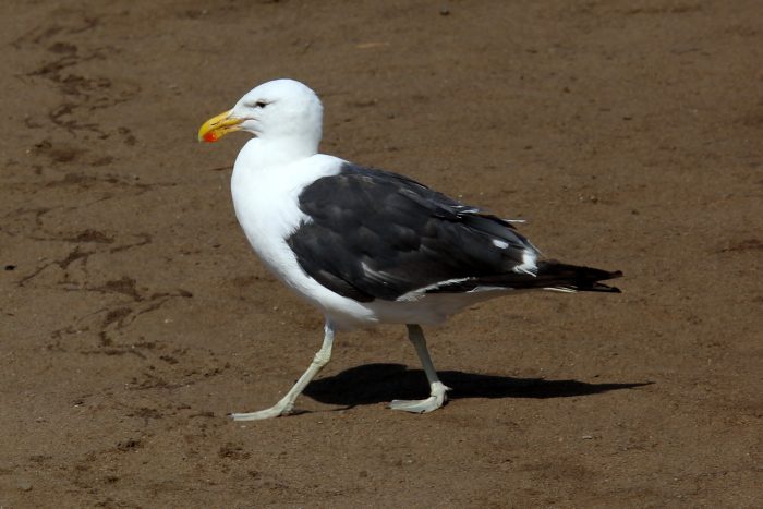 Доминиканская чайка (Larus dominicanus) фото