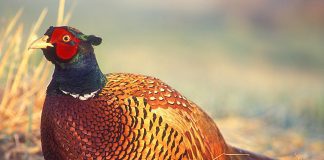 Фазан Фазан фото