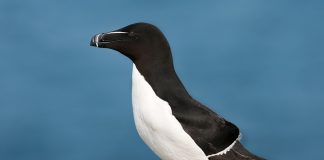 Гагарка Гагарка фото