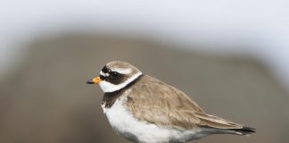 Галстучник Галстучник