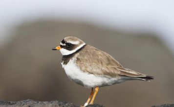 Галстучник