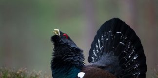 Глухарь Глухарь