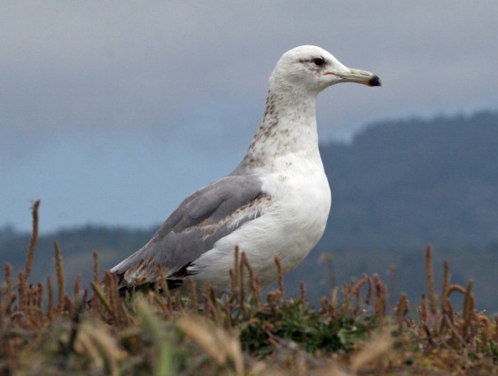 Калифорнийская чайка (Larus californicus) фото