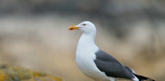 Клуша Клуша