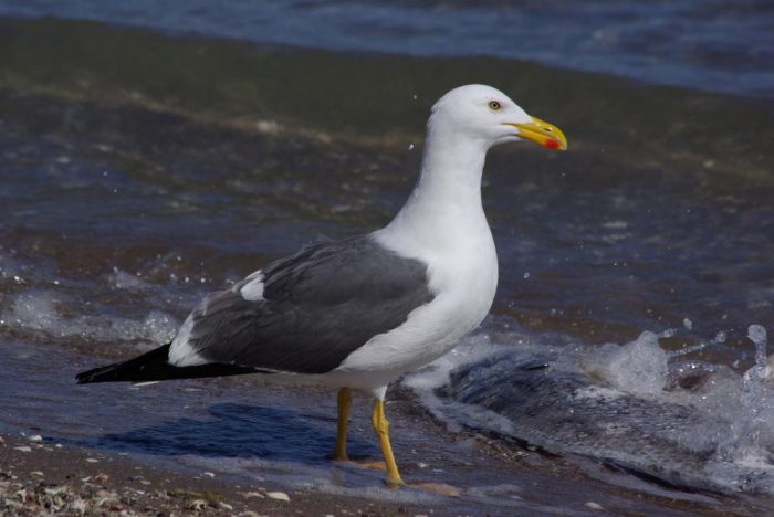 Кортезская чайка (Larus livens) фото