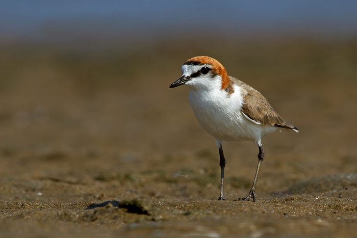 Красношапочный зуёк (Charadrius ruficapillus) фото