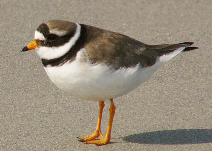 Крикливый зуёк (Charadrius vociferus) фото