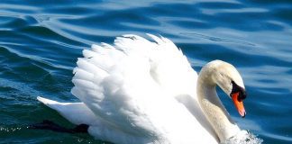 Лебедь Лебедь фото