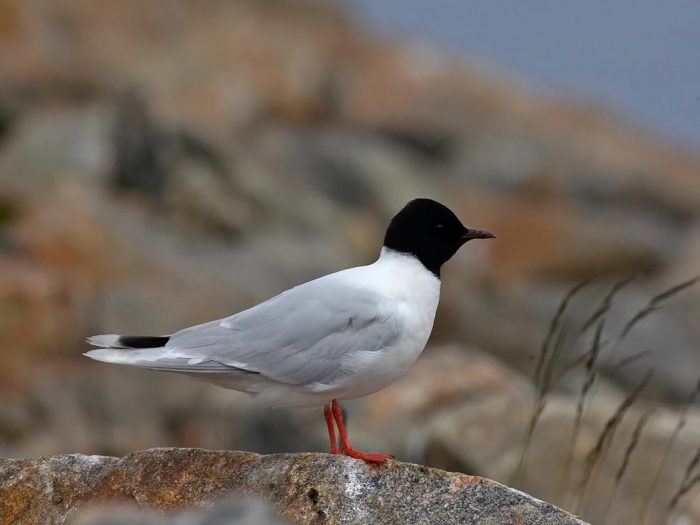 Малая чайка (Larus minutus) фото