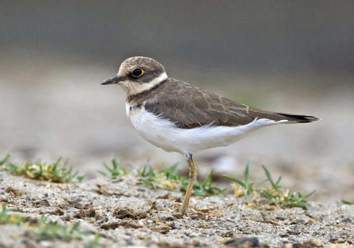 Малый зуёк (Charadrius dubius) фото