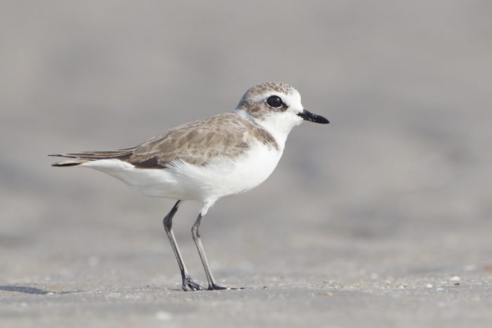 Монгольский зуёк (Charadrius mongolus) фото