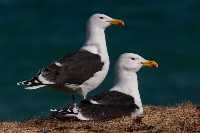 Морская чайка (Larus marinus) фото