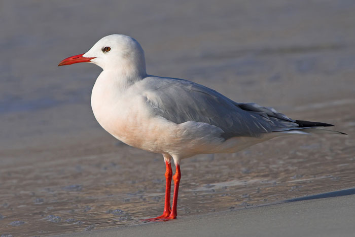 Морской голубок (Larus genei, Chroicocephalus genei) фото