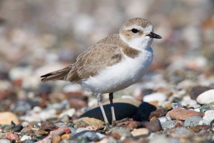 Морской зуёк (Charadrius alexandrinus) фото