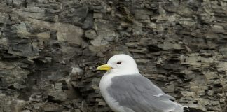 Моевка Моевка фото