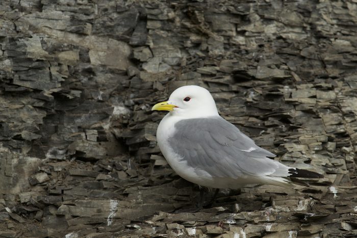 Моевка Моевка фото